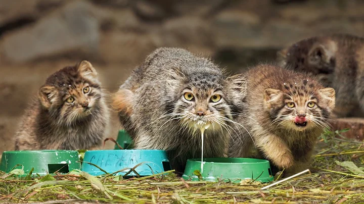 Watch the video about Pallas’s cat mom and her kittens feast on milk – splashes flying everywhere! @manulization