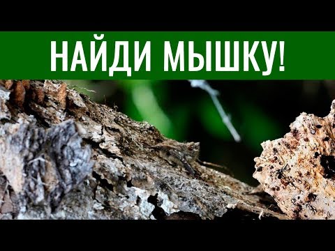 ТЕСТ. Найди животное на КАРТИНКЕ 🐛 БУДЬ В КУРСЕ TV