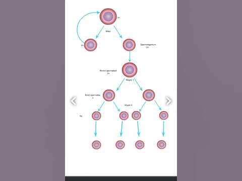 Nopok ayollar eshaklarining fotosuratlari BBW trans porno