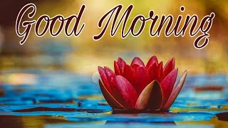 Good Morning Photo ?| Good Morning Video | Good Morning Status  ? Good Morning Wishes Video