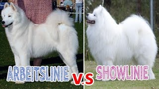 Showlinie VS Leistungslinie beim HUND | Unterschiede in der Zuchtrichtung von Hunderassen