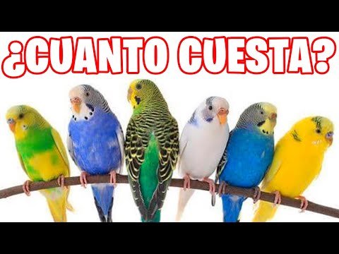 Video: ¿Cuánto cuesta el periquito?