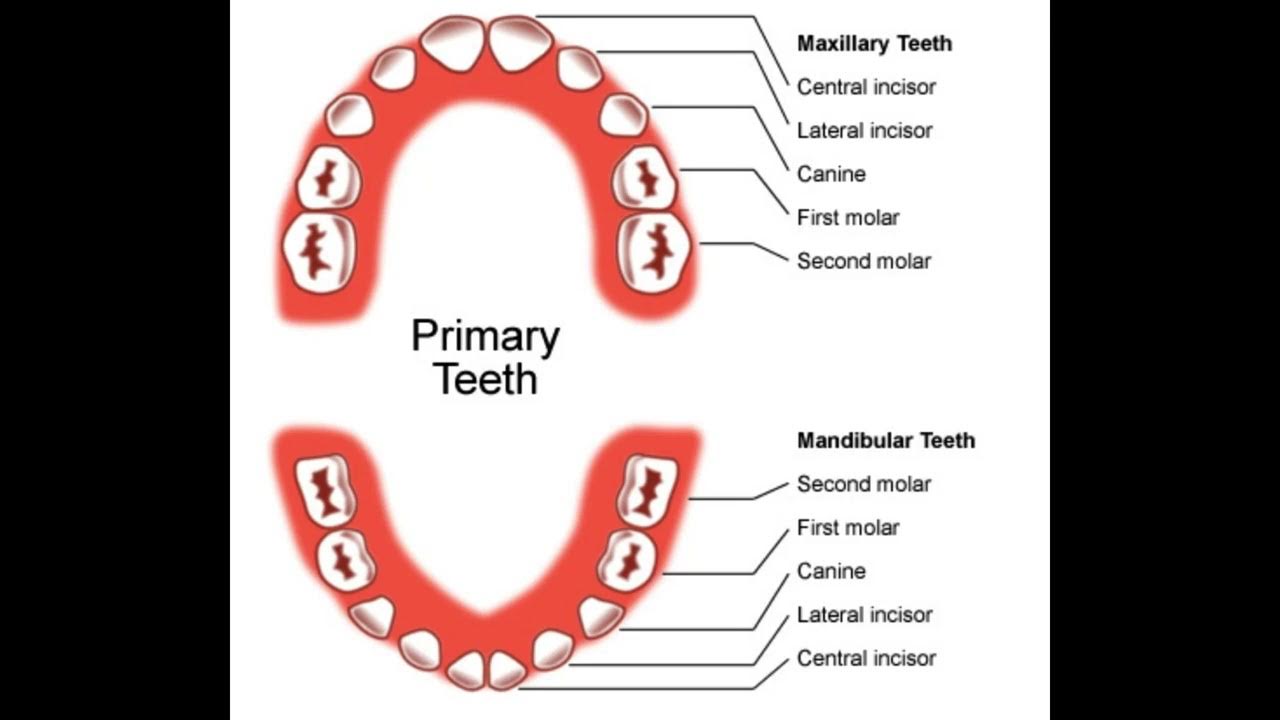 Когда вырастают молочные зубы. Зубы у ребенка 6 лет моляр. Моляры премоляры схема зубов. Зубы у детей схема.