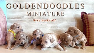 Gorgeous Mini Goldendoodle Puppies || Charmin & Wallace || 3 wks || #minigoldendoodlesintexas