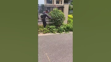 The process of pruning plants = good tools can increase efficiency