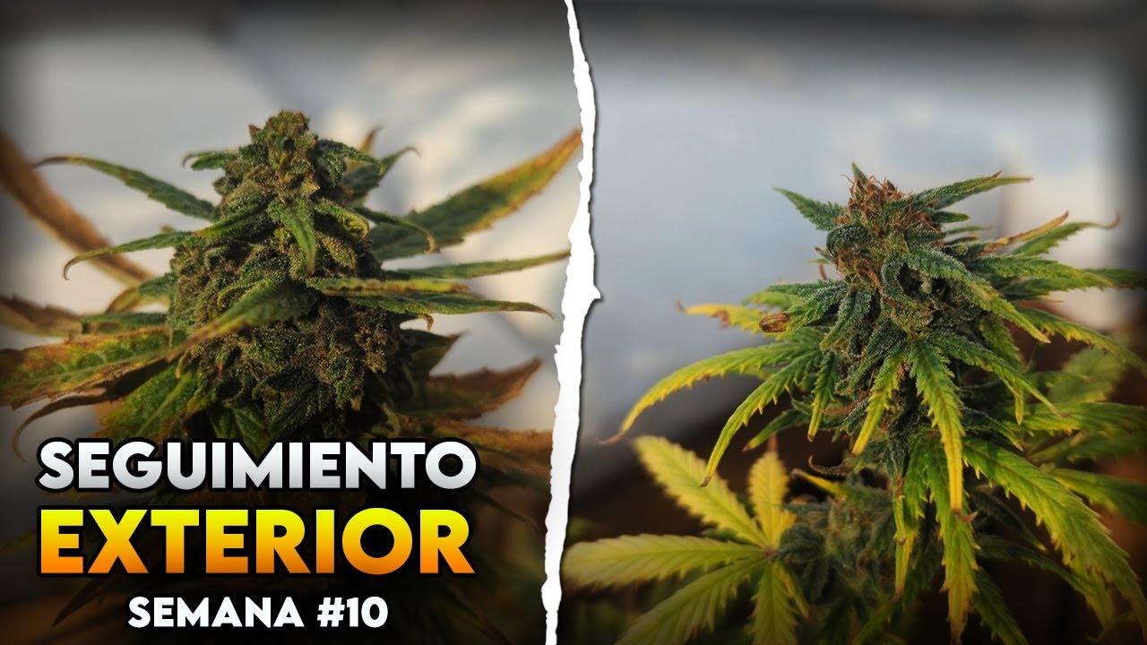 Seguimiento de autoflorecientes en exterior | Semana 10 – Dejamos las plantas solas