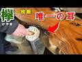 【ストレートカットなのに、このワイルドさ！】イビツな原木から製材された岩手県産ケヤキ一枚板をオイルで塗装しました。