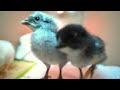 Caring for the Cutest Baby Chicks Ever