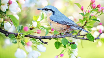 Peaceful music, Relaxing music, Instrumental music "Birds of Spring" by Tim Janis