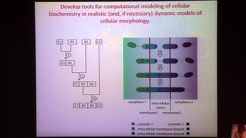 Simulating Cellular Signaling Pathways - Martin Meier-Schellersheim