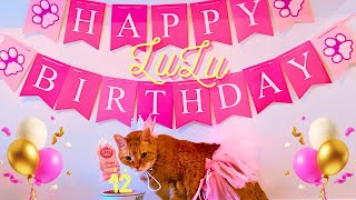 Beyonce Singing Happy Birthday To My Cat 👑🩷🥳 by 👑 Miss Lulu & 🎩 Sir Dub-B  11,162 views 8 months ago 26 seconds