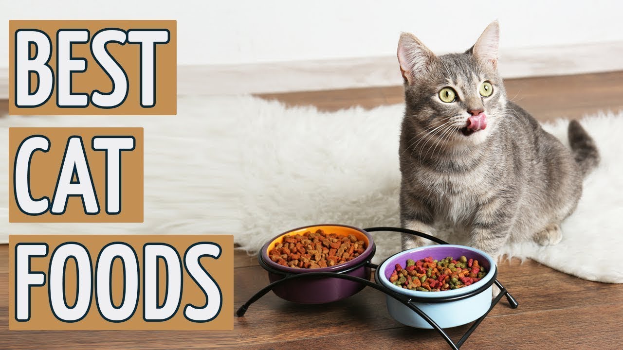 Best Cat Food: TOP 10 Best Cat Foods AMAZON REVIEWS