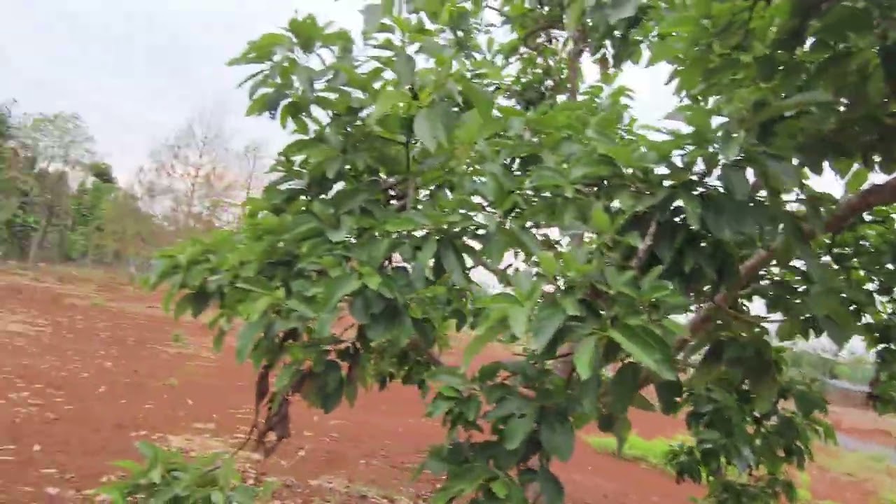 Đi thăm đất đá bạc châu đức ngày mồng 9