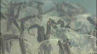 Cycle de la de la grenouille : métamorphose de l'oeuf à la jeune grenouille
