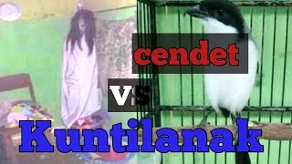 Masteran cendet kuntilanak | kicau ocehan