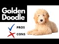 Goldendoodle Pros And Cons | The Good AND The Bad!!