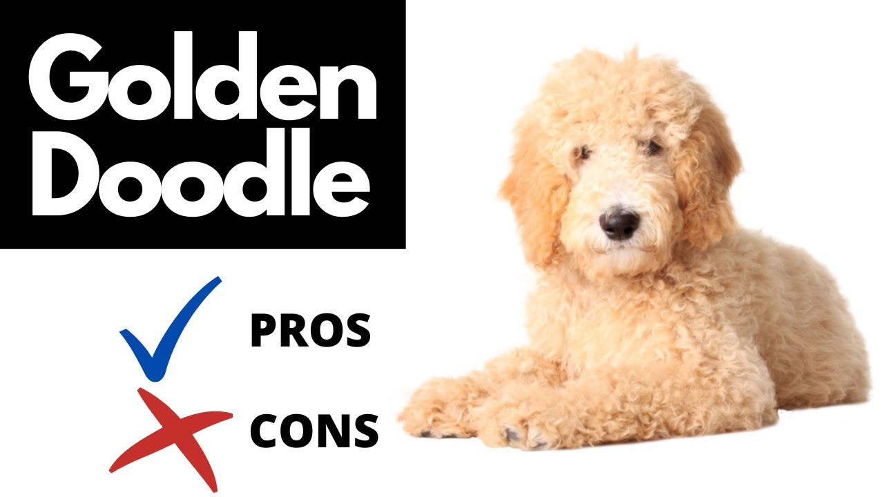 Are Eggs Good For Goldendoodles?