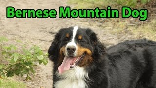 The Right Companion: Bernese Mountain Dog