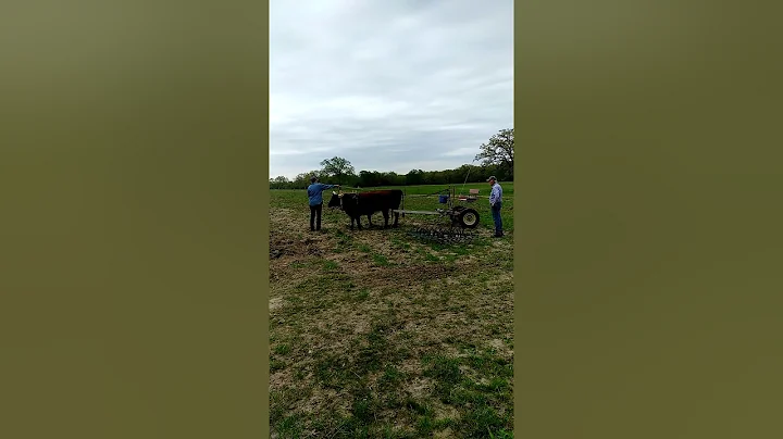 Dora and her Devon Oxen go oops