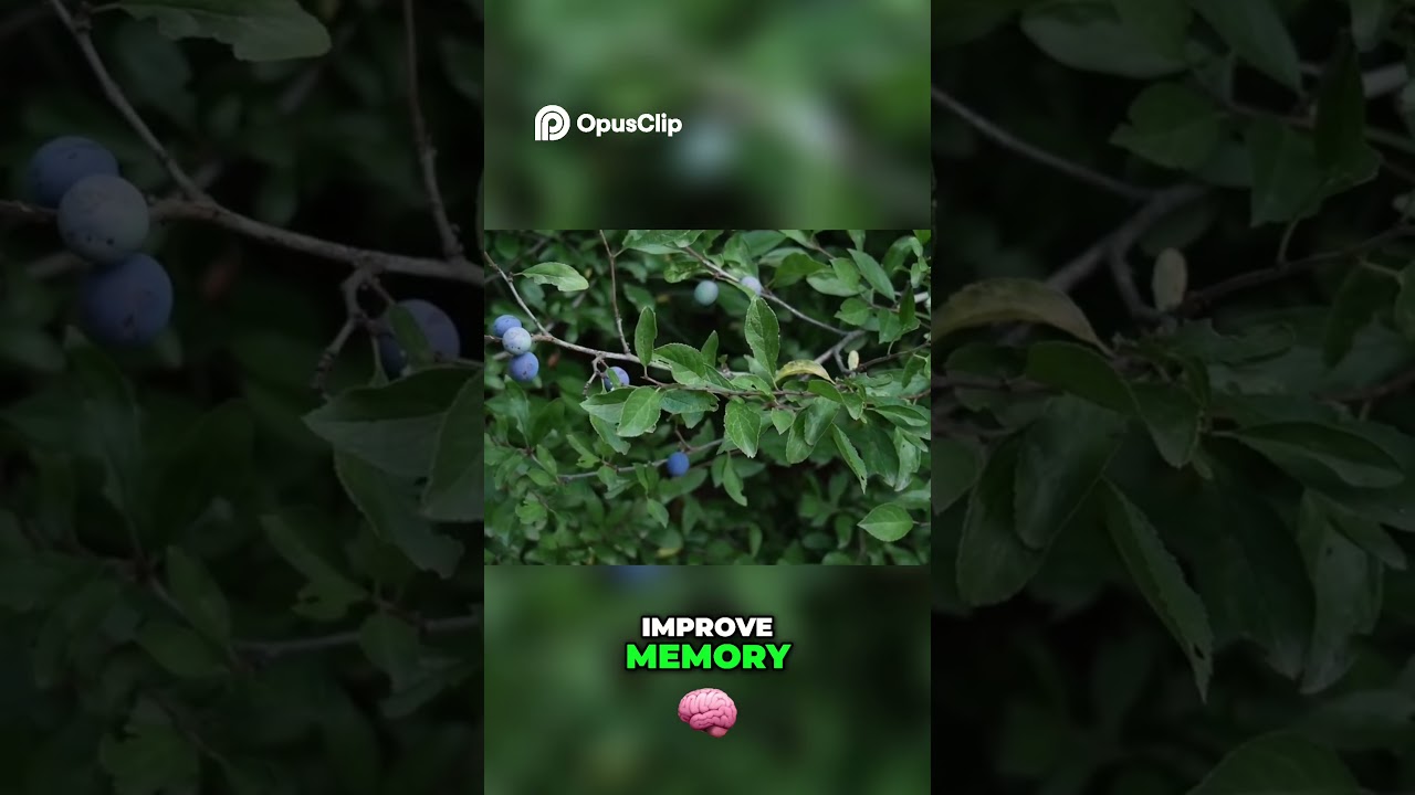 Blueberries  Antioxidant Powerhouse for Memory & Immunity Boost!