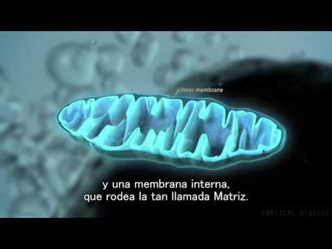 Video: ¿Cómo las mitocondrias producen energía para la célula?