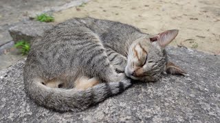 階段の上の神社に行って寝ていた野良猫をナデナデしてきた