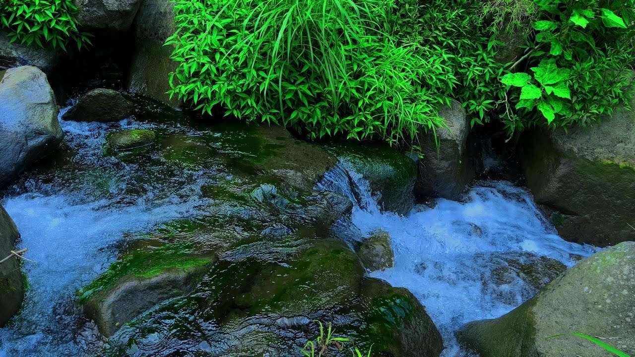 Mystic Forest Stream | Tranquil Mountain River in the Wilderness | Relaxing Nature Ambience
