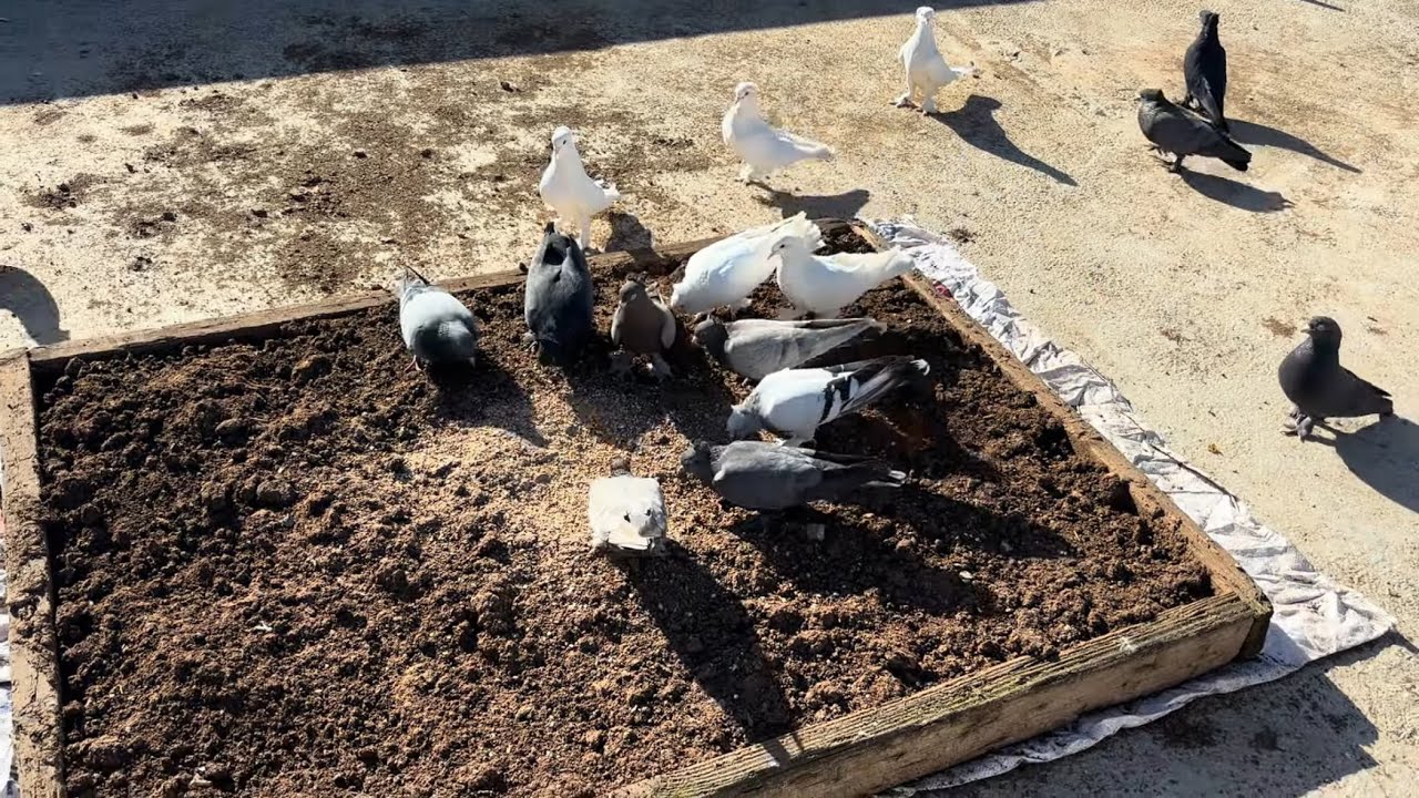 Kuşlarımız hız kesmeden uçumlarına devam ediyorlar ala güvercinimiz efsane olacak kümesteki durumlar