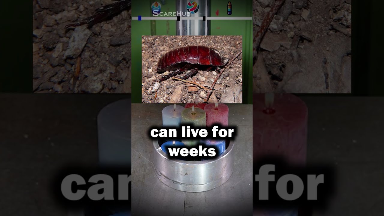 Creepy Insect Facts You Didn't Know... #shorts #creepy #insects
