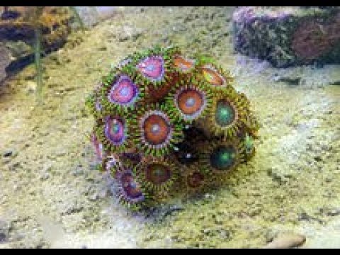 no sand bed pros healthy corals saltwater tank youtube