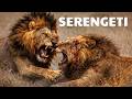 SERENGETI SALVAJE | Donde los Depredadores lo Deciden Todo | Documental Animal
