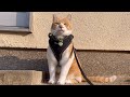 散歩をだまって待つ猫と帰宅をだまって待つ主