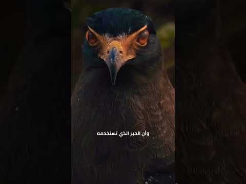 عندما تلعب مع الدنيا وتظن أنك الكاتب اكسبلور اقنباسات دويتو العلم كلام من ذهب لايك تصميمي
