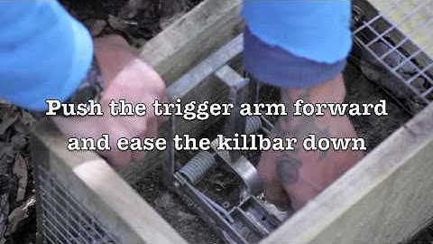 How to set up and service a DOC200 kill trap for conservation