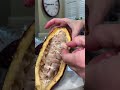 What is chocolate made of?   What is the cacao pod?