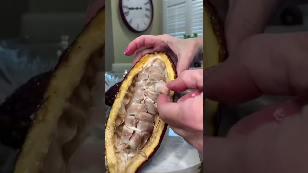 What Is Chocolate Made Of The Cacao Pod 