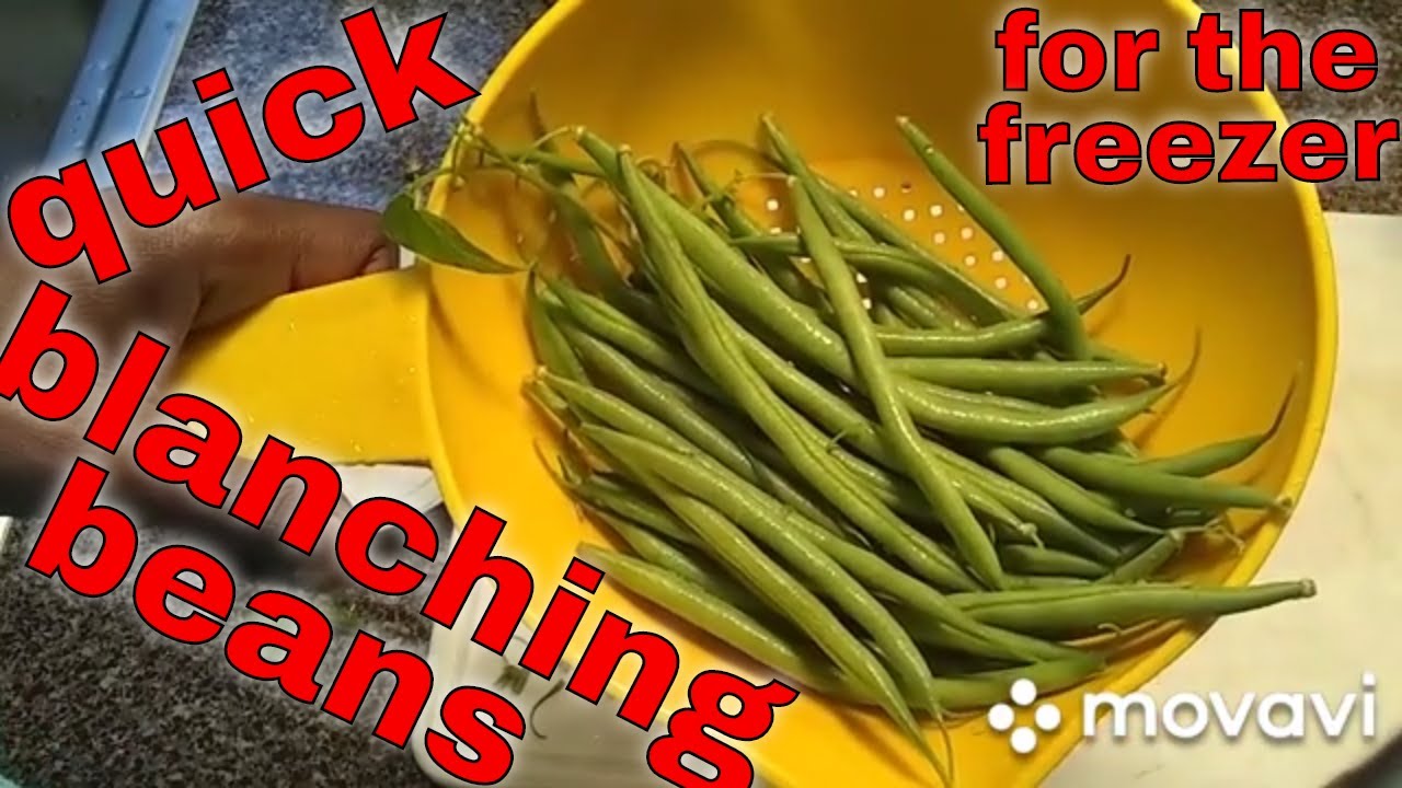 7/1/2020: blanching filet beans for freezing - YouTube