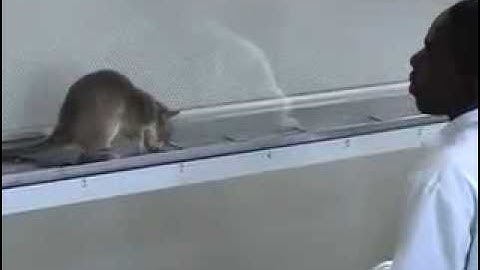 HeroRAT sniffing for TB in human sputum samples