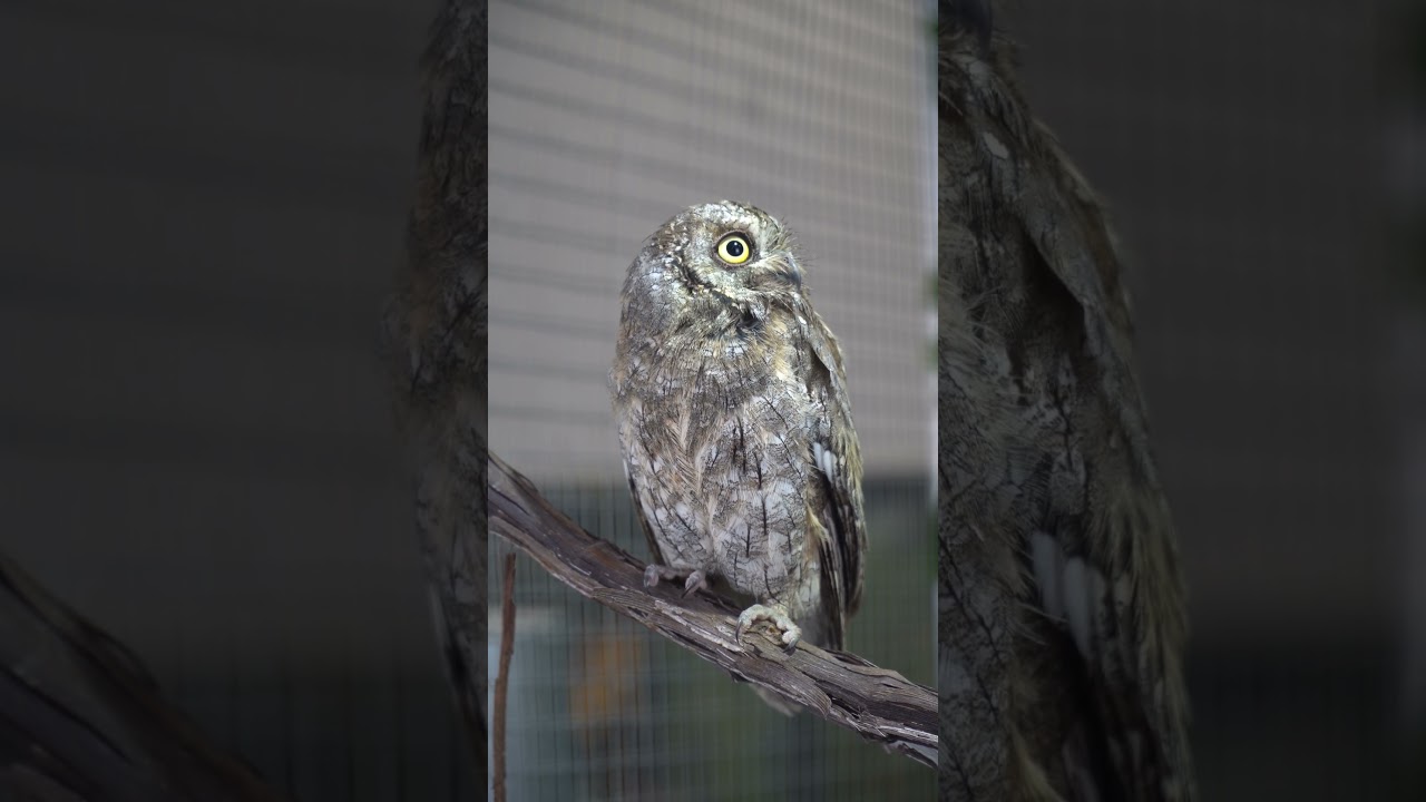 Eurasian scops owl (Otus scops)