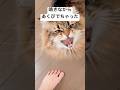 それでもかわいいのがネコたん #猫 #サイベリアン #あくび