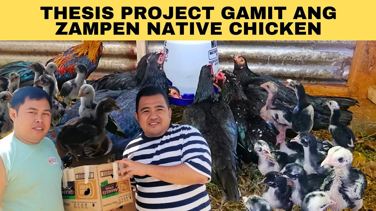 Thesis project gamit ang zampen native chicken