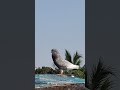 kasmar safdum kabutar ❤️#pigeon #kabootarba #bird #kabootar #pigeonlaver #kabutar