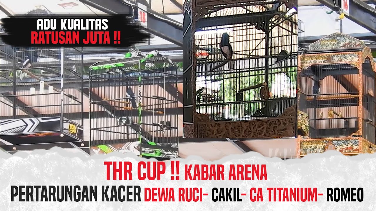 THR CUP #3 : PERTARUNGAN KACER DEWA RUCI || ROMEO || CAKIL || CA TITANIUM || SESI KE 3 PRINCE B