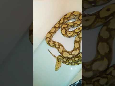 Huge Reticulated Python Swimming