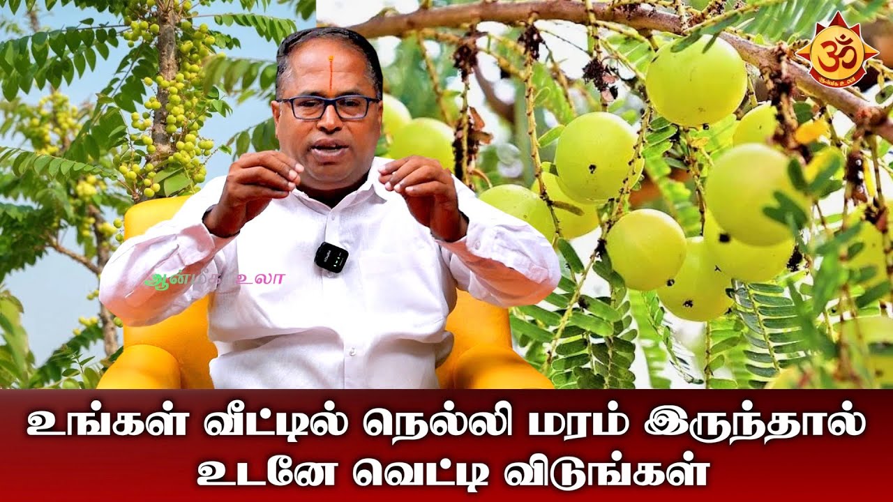 தயவு செய்து உங்கள் வீட்டில் நெல்லி மரம் இருந்தால் உடனே வெட்டி விடுங்கள் I amla tree