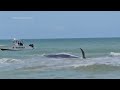 Sperm whale dies after beaching along Florida's Gulf Coast