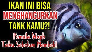 Download lagu Who'd Have Thought! This Is Why Blue Polar Fish Often Give Their Owners Headaches!