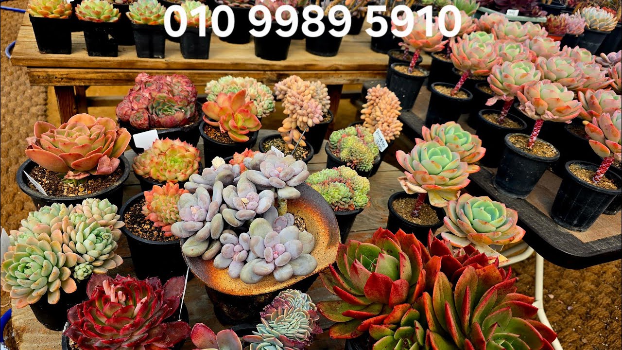 절정기의 예쁜다육판매 #앙블리대품/옥연/블루다이아/아이브금/뉴진스/백카시즈철화/소인제복륜금/애플캔디/바닐라비스/매금장미/실크로즈/유럽미인 등등