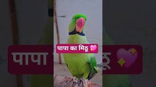 पापा का मिठू बोलने वाला तोता | bolane wala tota | talking parrot #nonstoptalkingparrot #greenparrot