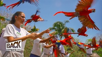Survival of the Scarlet Macaw | How to save Mexico's Endangered Parrot